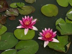 -莲花池公园