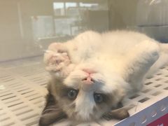 -lincat·猫舍(广州店)
