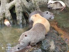 -海南热带野生动植物园