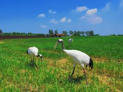 -盐城丹顶鹤湿地生态旅游区