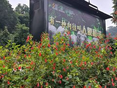 -野象谷景区