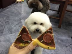 -爱宠屋pet shop·宠物洗澡·宠物美容