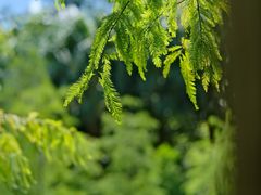 -云溪植物园
