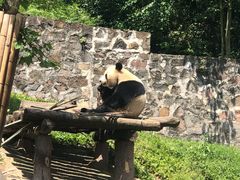 -都江堰中华大熊猫苑