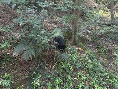 -苏州上方山国家森林公园
