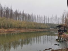 -黄海国家森林公园