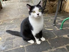 -喵屿·大理花园猫咖