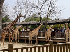 -上海野生动物园