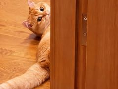 -欣宠猫屋·矮脚拿破仑·蓝金金渐层