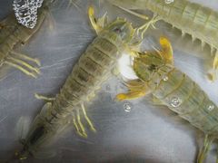 android_upload_pic-湛江渔港·大排档(乐园路总店)