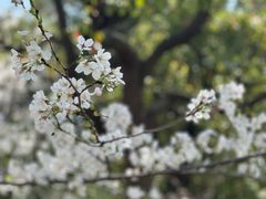 -高东镇樱花园
