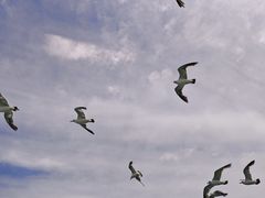 -海驴岛(荣成市)