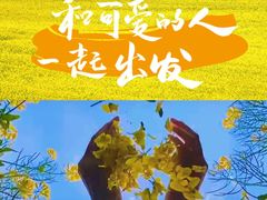 -西京湾花海