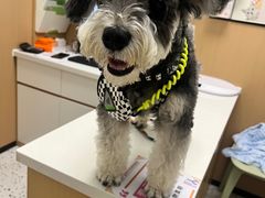 -瑞派康怡24h宠物医院·犬猫医疗中心·微创绝育(瑞景分院)