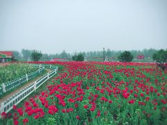 -荷兰花海
