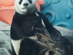 -武汉动物园
