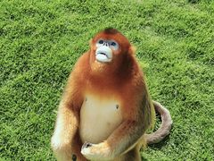 -西霞口神雕山野生动物世界