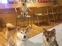 -柴务处·柴犬主题狗咖