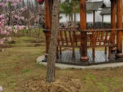 -合肥滨湖国家森林公园