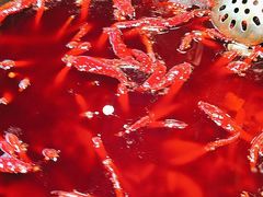 -蜀大侠火锅(春熙路店)