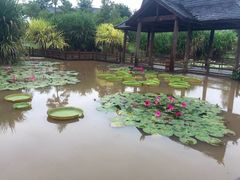 -中国科学院西双版纳热带植物园