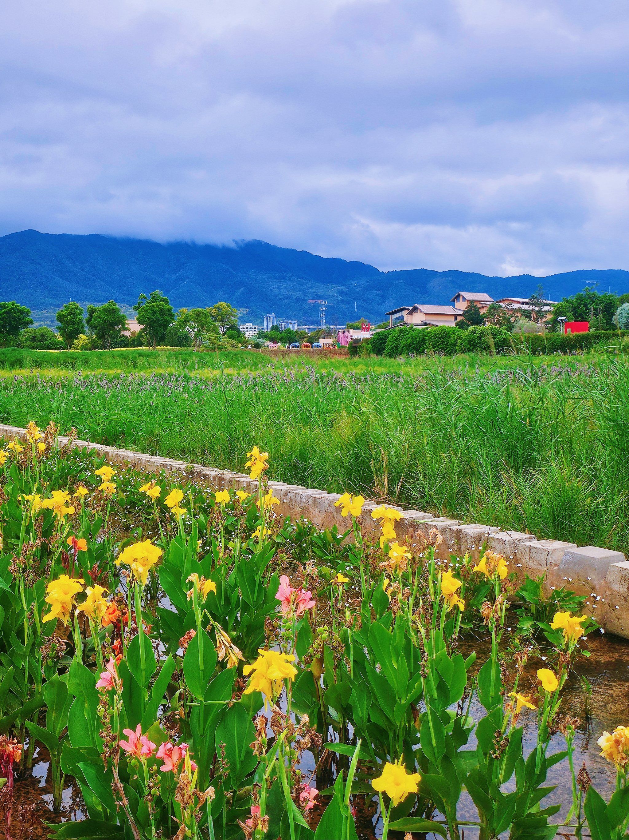 漫步田野,花海相伴