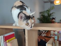 -Cappucimeow猫咪咖啡馆(韦伯时代店)