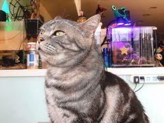 -平行世界·猫咖(首经贸店)