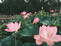 -颐和园