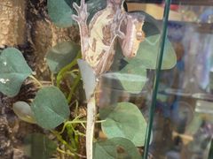 -BABIT巴比特宠物(MOMOPARK店)