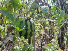 -庞各庄翠芳园西瓜蔬菜基地采摘园