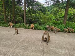 -重庆雨台山风景区