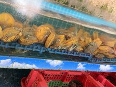-坛南湾阿强农家乐.海鲜大排档老字号(福州地标美食店)