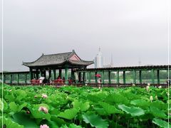 -莲花池公园