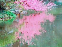 -杭州植物园