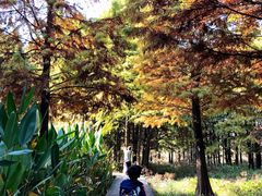 -溱湖国家湿地公园