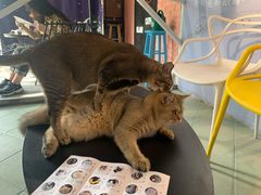 -喵屿·大理花园猫咖