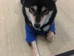 -逗柴咖啡屋·狗咖猫咖宠物桌游