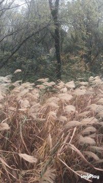 -西湖风景区-江洋畈生态公园
