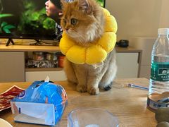 -创凡宠物医院·骨专科  猫科中心(西乡分院)