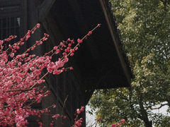 -中国茶叶博物馆(双峰馆区)