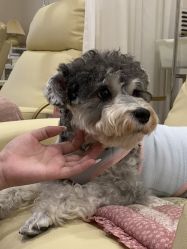 -Adore nail日式美甲美睫