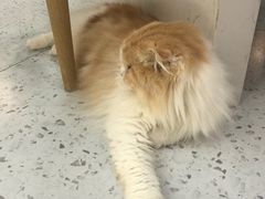 -喵园·猫主题咖啡厅·撸猫·猫咖(国贸店)