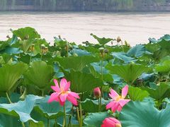 -济南大明湖景区
