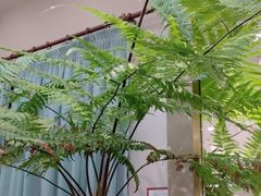 -孟礼旗袍西装礼服定制