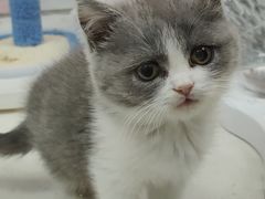 -糯米喵星人总部直营旗舰店·猫舍·幼猫出售