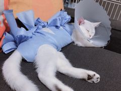 -美联众合动物医院·24h京西诊疗中心