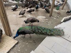 -栾川竹海野生动物园