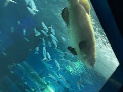 -北戴河圣蓝海洋公园