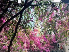 -深圳国际园林花卉博览园